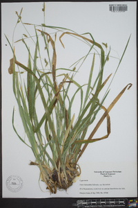 Carex laxiculmis var. laxiculmis image