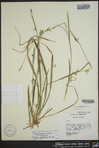 Carex laxiculmis image