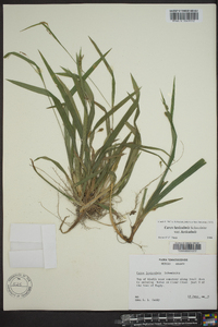 Carex laxiculmis var. laxiculmis image