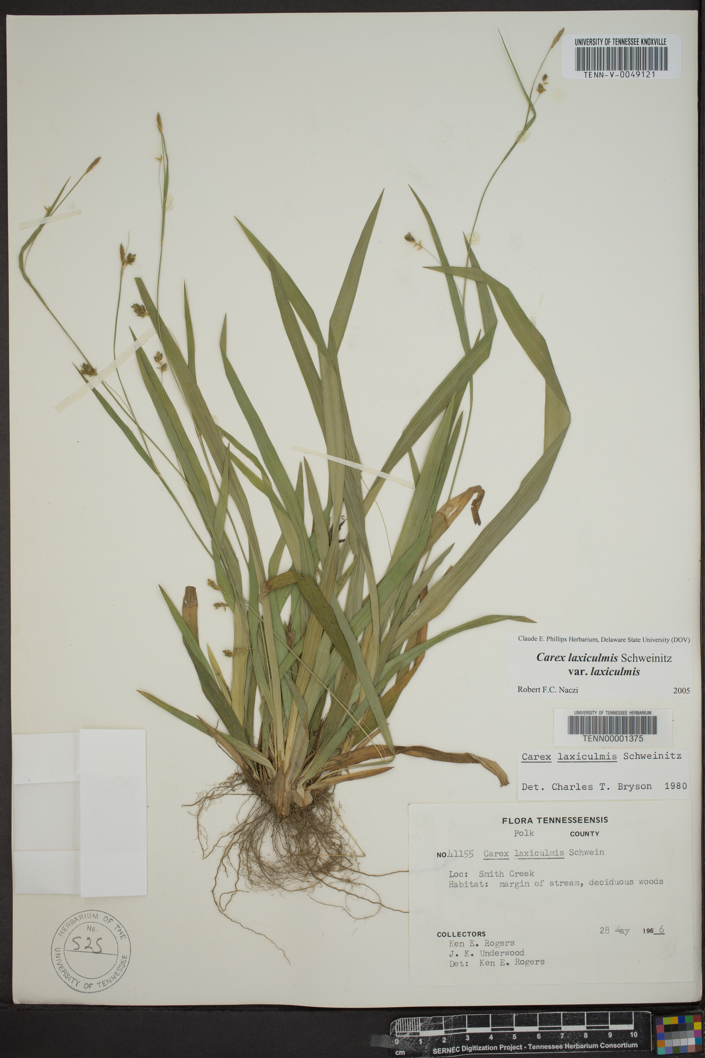 Carex laxiculmis var. laxiculmis image