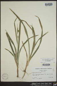 Carex laxiculmis image