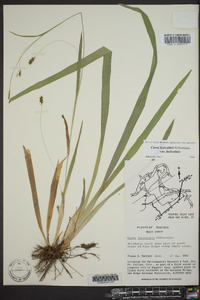 Carex laxiculmis var. laxiculmis image