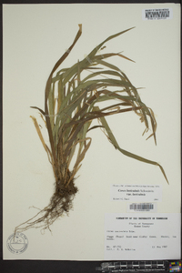 Carex laxiculmis image