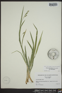 Carex laxiculmis image