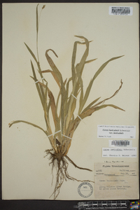 Carex laxiculmis image