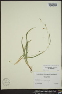 Carex laxiculmis image