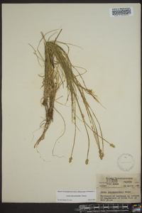 Carex leavenworthii image