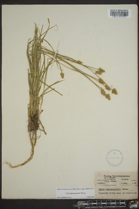 Carex leavenworthii image