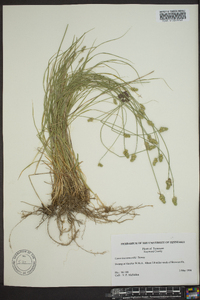 Carex leavenworthii image