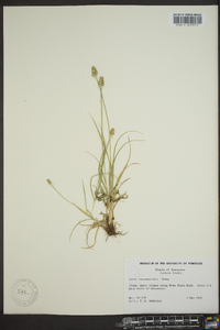 Carex leavenworthii image