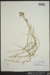 Carex leavenworthii image