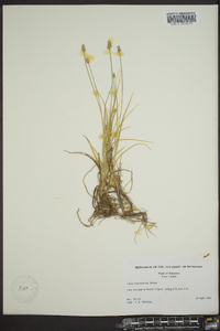 Carex leavenworthii image