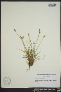 Carex leavenworthii image