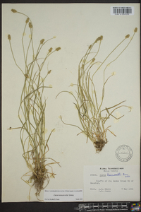 Carex leavenworthii image