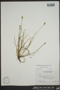 Carex leavenworthii image