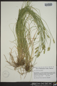 Carex leavenworthii image