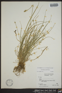 Carex leavenworthii image