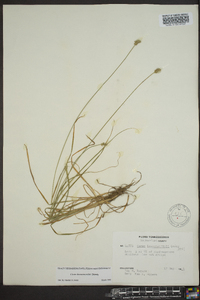 Carex leavenworthii image