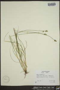 Carex leavenworthii image