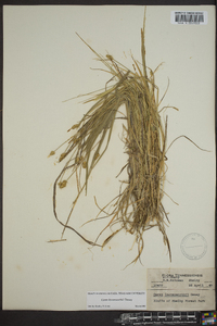 Carex leavenworthii image