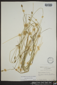 Carex leavenworthii image