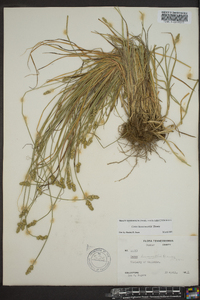 Carex leavenworthii image