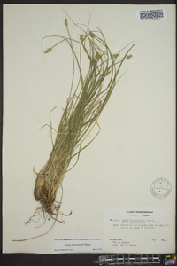 Carex leavenworthii image