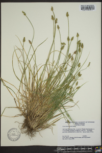 Carex leavenworthii image