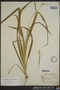 Carex lonchocarpa image