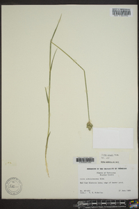 Carex lonchocarpa image