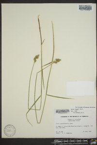 Carex lonchocarpa image