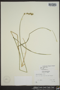 Carex longii image