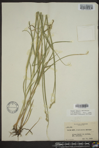 Carex longii image