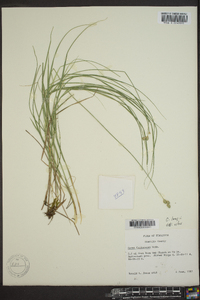 Carex longii image