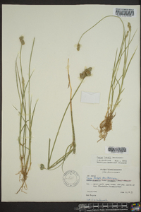 Carex longii image