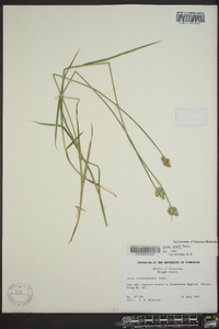 Carex longii image