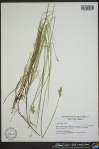 Carex longii image