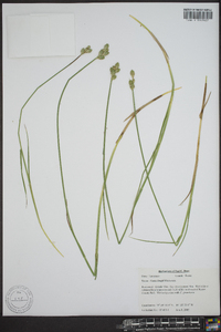 Carex longii image