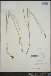 Carex longii image