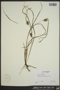 Carex louisianica image