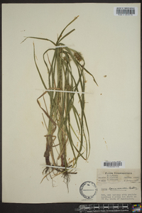 Carex louisianica image