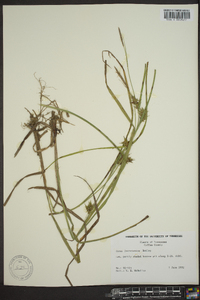 Carex louisianica image