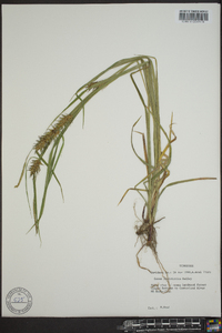 Carex louisianica image