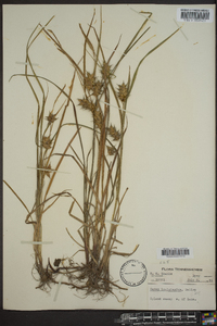 Carex louisianica image