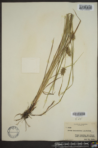 Carex louisianica image