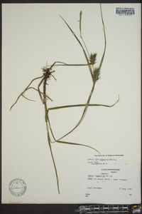 Carex louisianica image