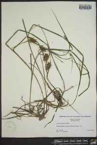 Carex louisianica image