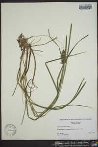 Carex louisianica image