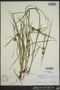 Carex louisianica image