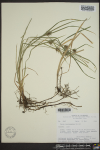 Carex louisianica image